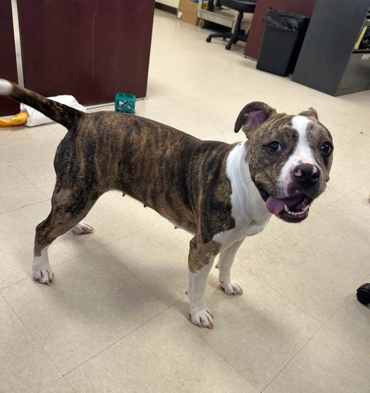 Enlarge Coco, a ADOPTABLE American Bully in Clayton, NJ image 2/3