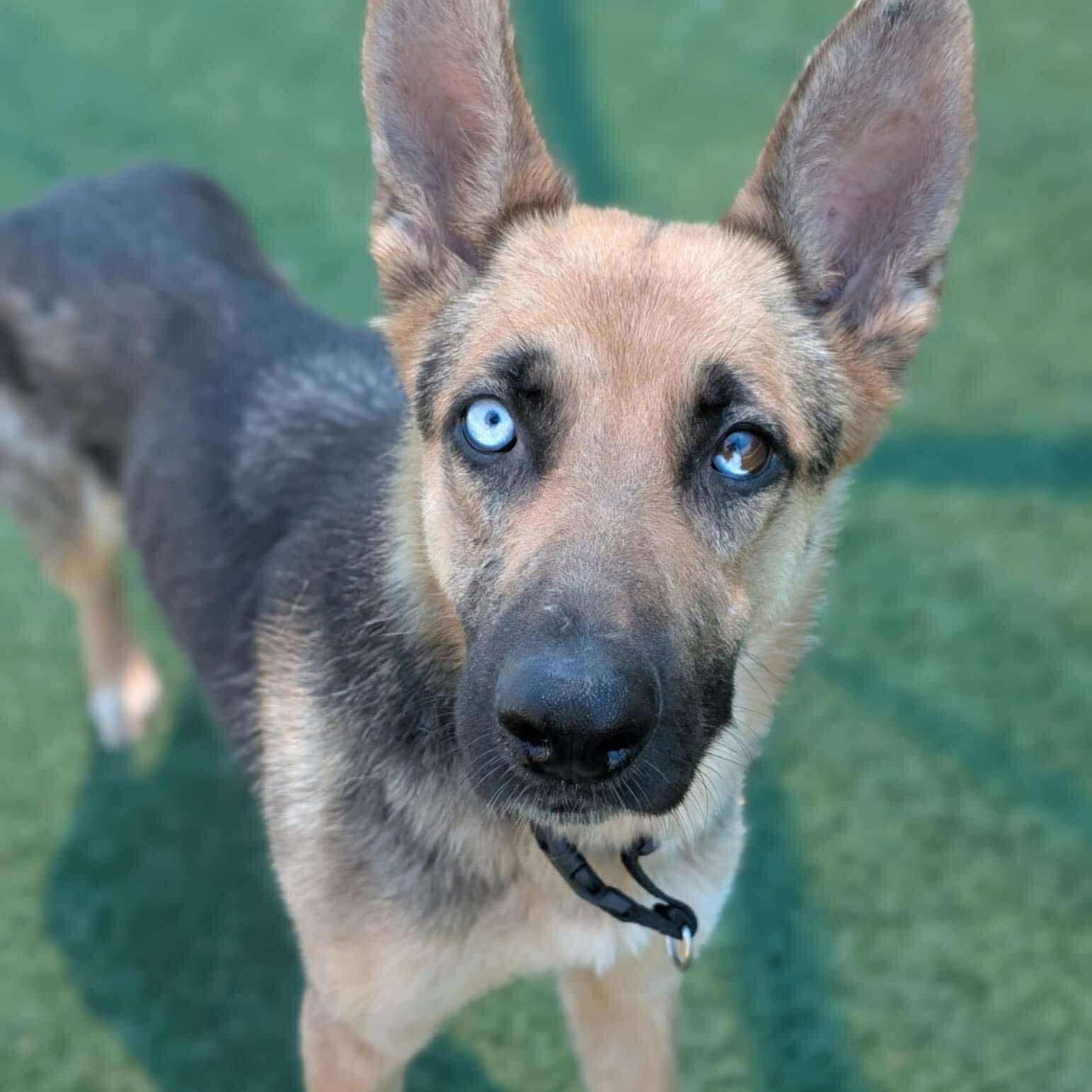 Mayleen, Adult Female German Shepherd Dog