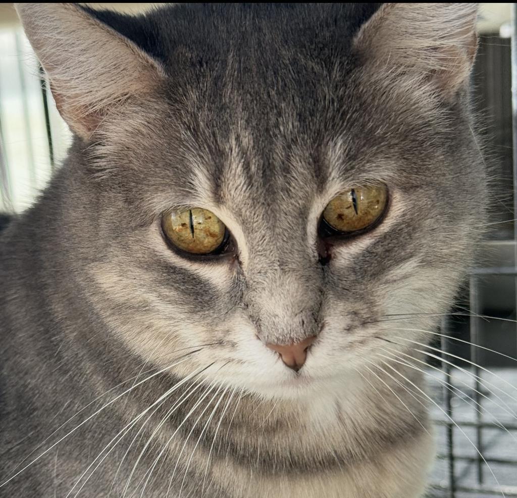 Enlarge Ava, a Adoptable mixed breed in Ontario, OR image 1/4