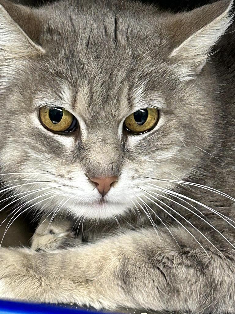 Enlarge Ava, a Adoptable mixed breed in Ontario, OR image 4/4