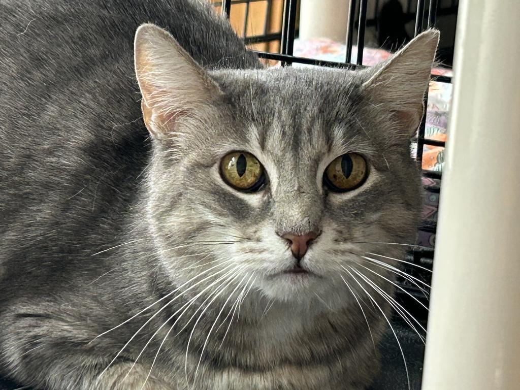 Enlarge Ava, a Adoptable mixed breed in Ontario, OR image 3/6