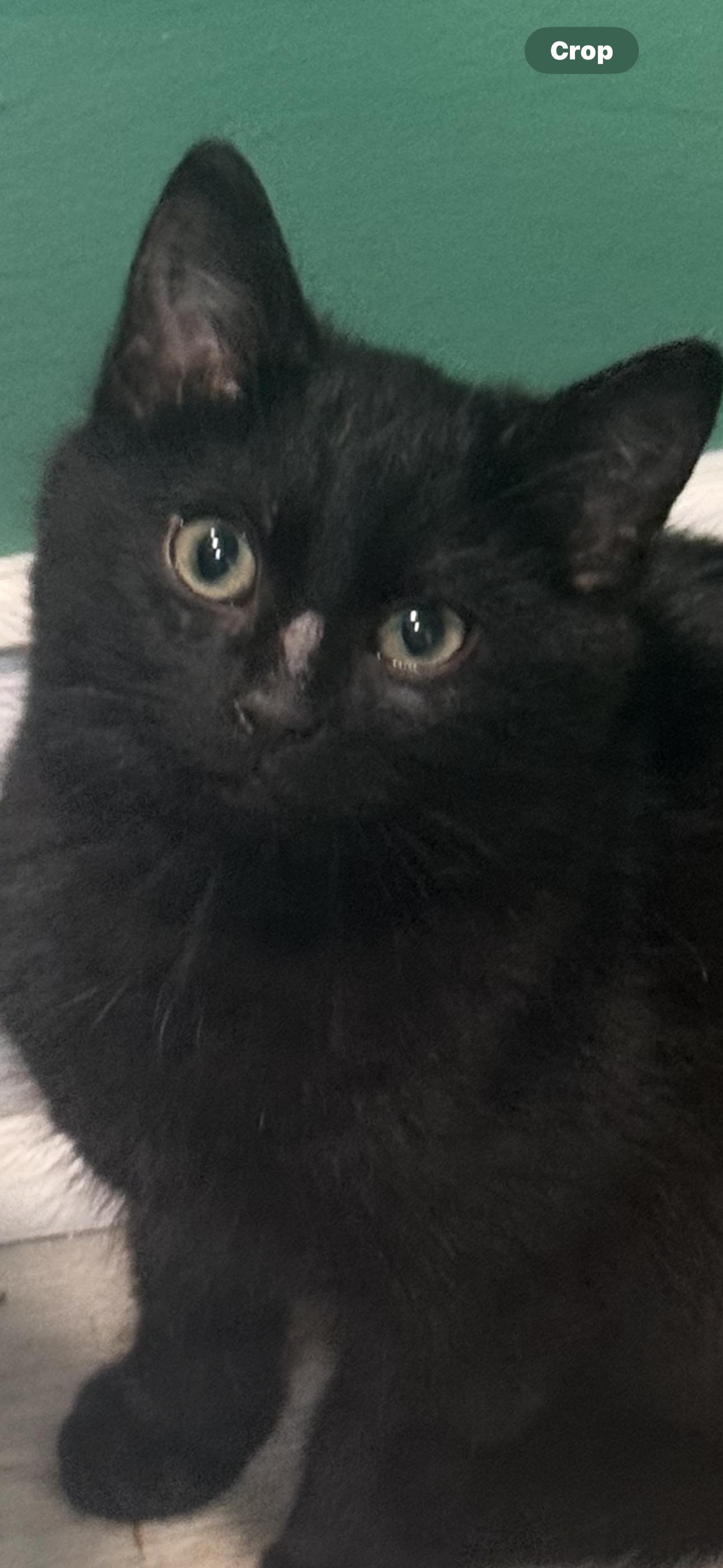 Enlarge Friday, an adopted mixed breed in Hickory, NC image 2/2