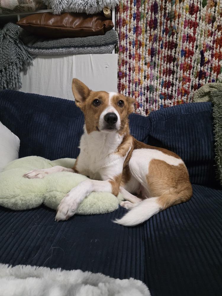 Yzes, Adoptable, Adult Female Australian Cattle Dog / Blue Heeler.
