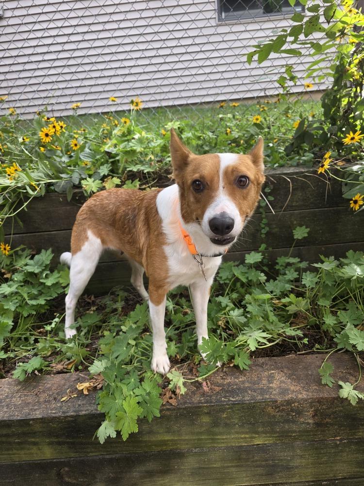 Enlarge Yzes, a Adoptable mixed breed in Waunakee, WI image 2/6