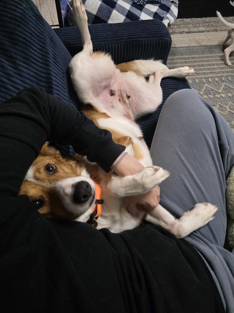 Enlarge Yzes, a Adoptable mixed breed in Waunakee, WI image 3/6