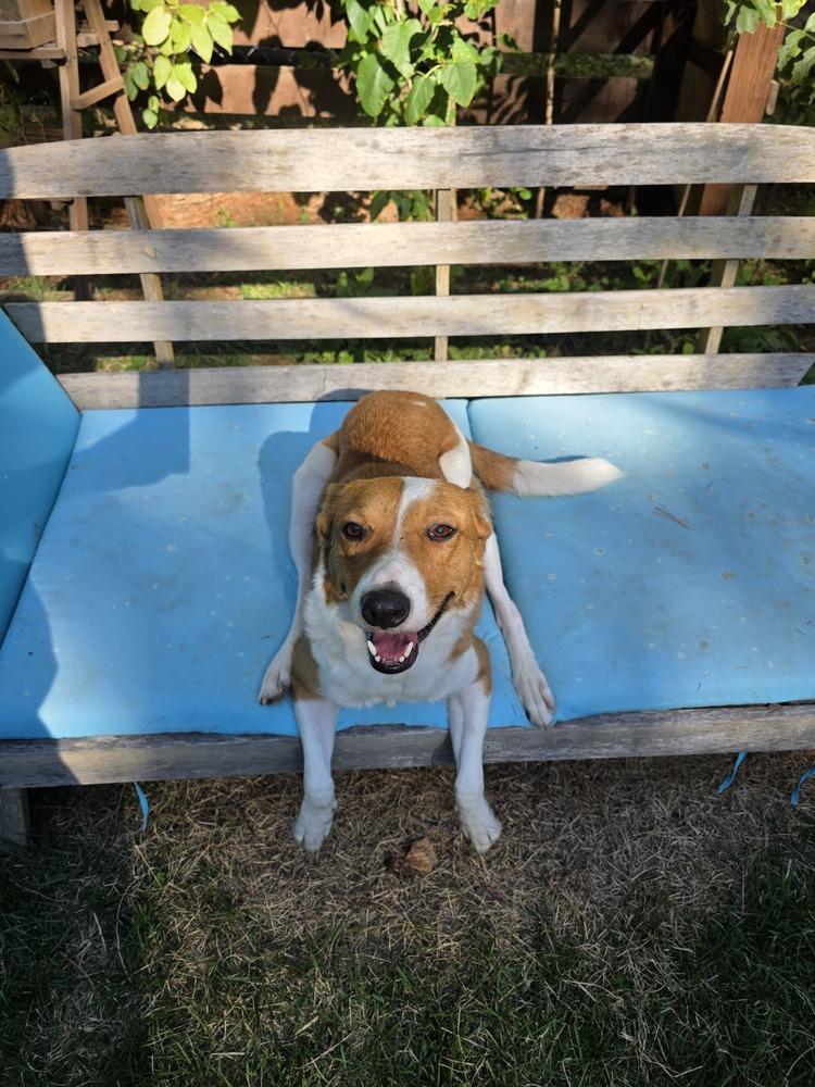 Enlarge Yzes, a Adoptable mixed breed in Waunakee, WI image 4/6