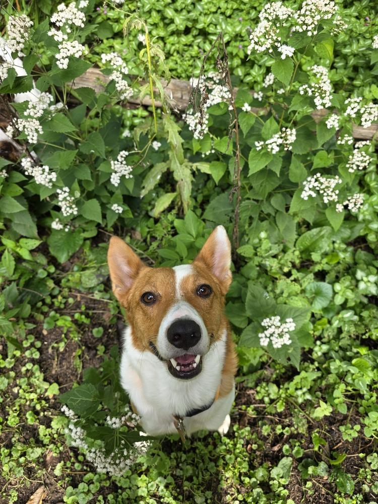 Enlarge Yzes, a Adoptable mixed breed in Waunakee, WI image 5/6