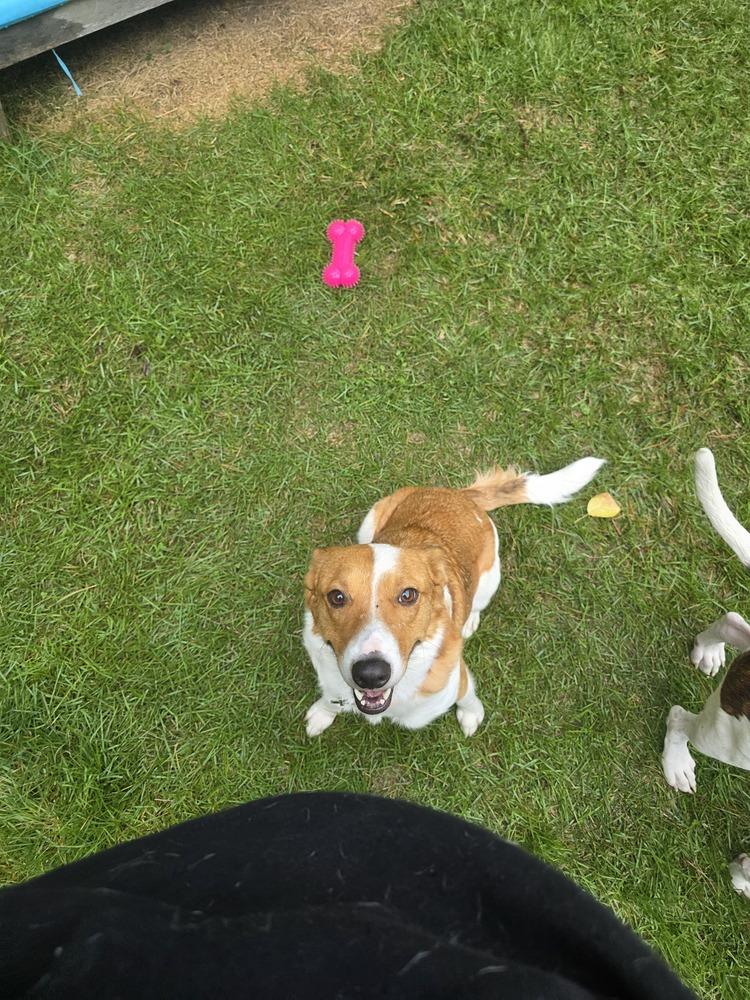 Enlarge Yzes, a Adoptable mixed breed in Waunakee, WI image 6/6
