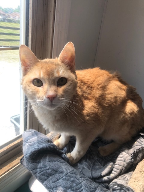 Enlarge BUDDY!  KENNY's SON (4-paw declaw), a Adoptable mixed breed in Owensboro, KY image 1/5