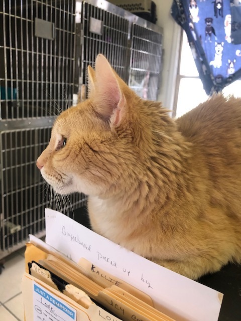 Enlarge BUDDY!  KENNY's SON (4-paw declaw), a Adoptable mixed breed in Owensboro, KY image 2/5