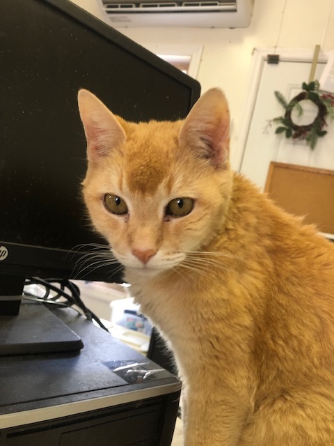 Enlarge BUDDY!  KENNY's SON (4-paw declaw), a Adoptable mixed breed in Owensboro, KY image 3/5