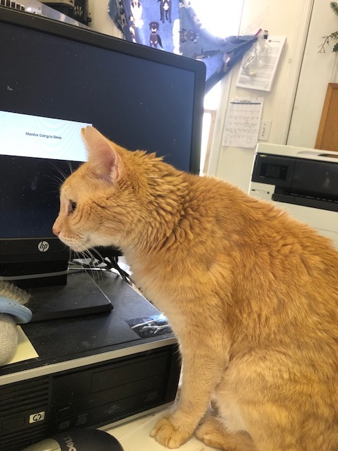 Enlarge BUDDY!  KENNY's SON (4-paw declaw), a Adoptable mixed breed in Owensboro, KY image 4/5