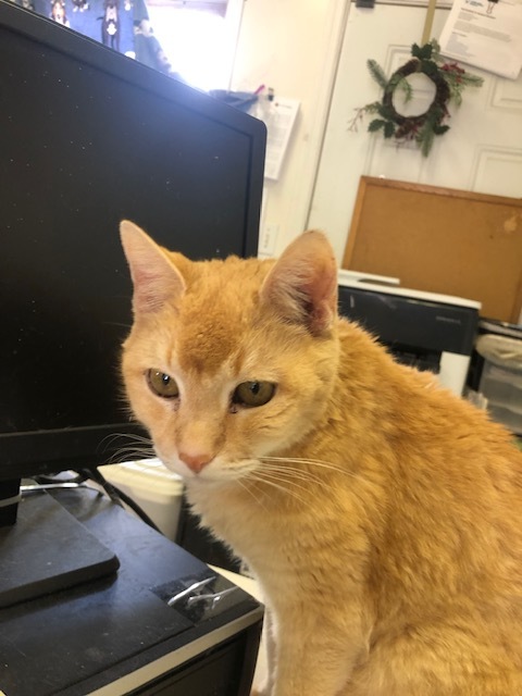 Enlarge BUDDY!  KENNY's SON (4-paw declaw), a Adoptable mixed breed in Owensboro, KY image 5/5