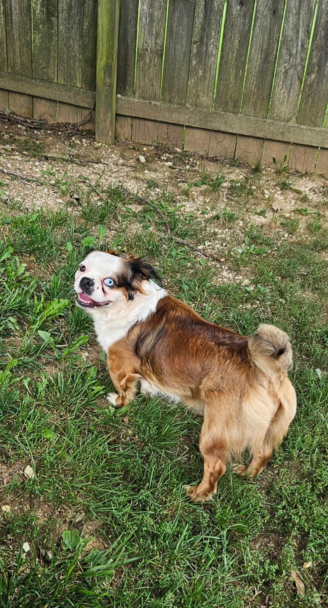 Enlarge Snail, a Adoptable mixed breed in Richmond, KY image 1/3