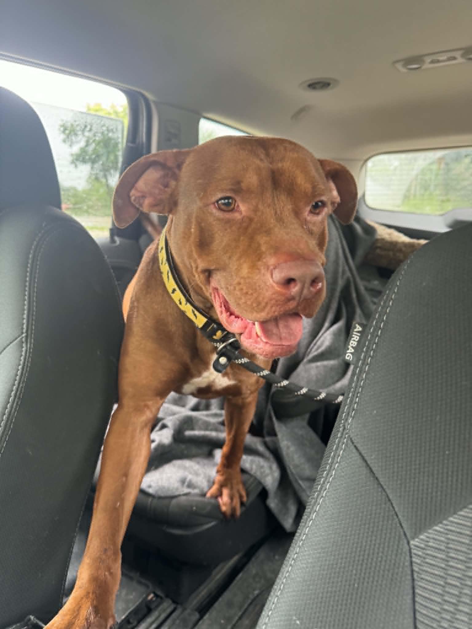Kilo, ADOPTABLE, Adult Male Pit Bull Terrier.
