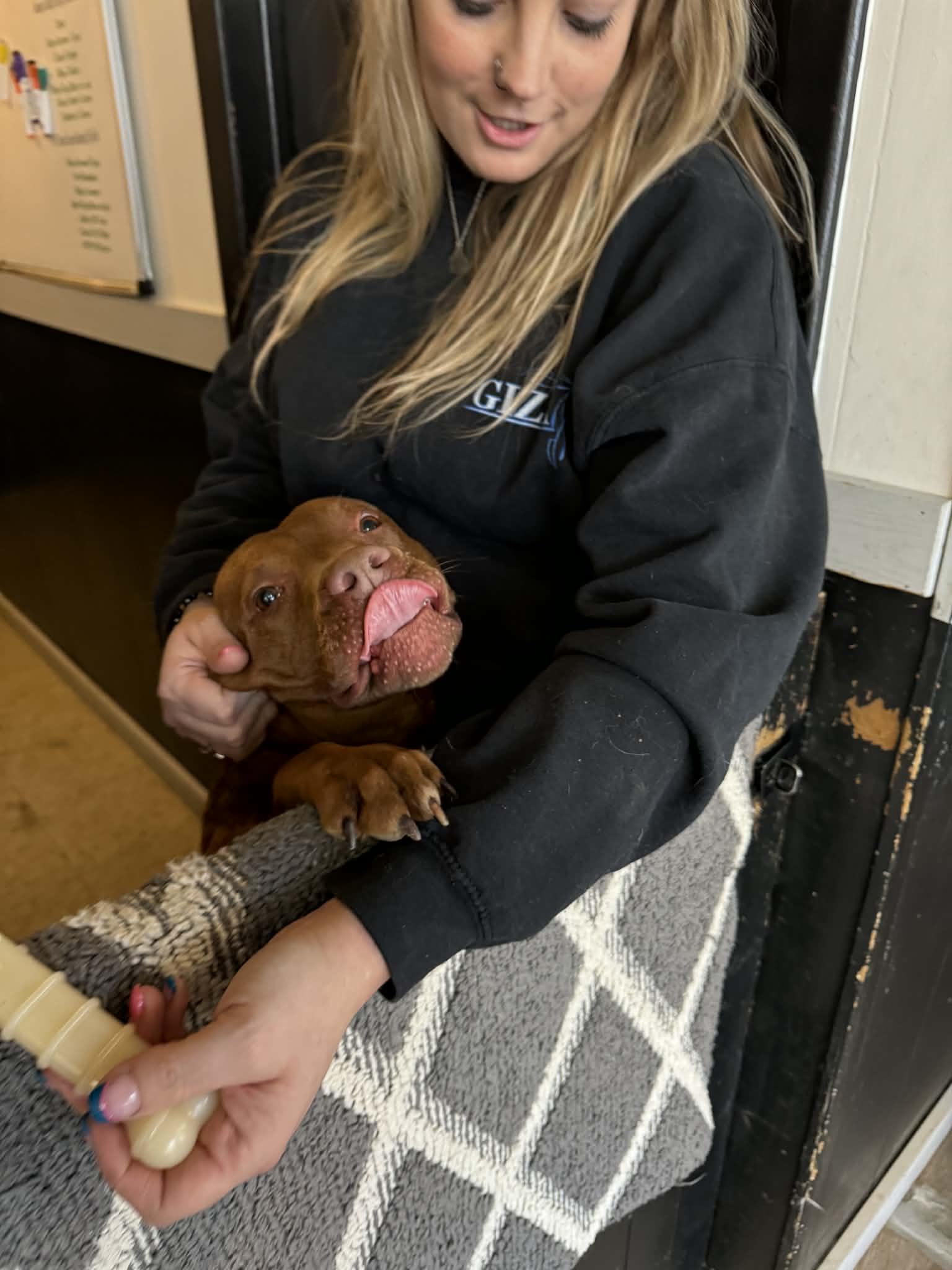 Enlarge Kilo, a ADOPTABLE mixed breed in Creston, IA image 4/5