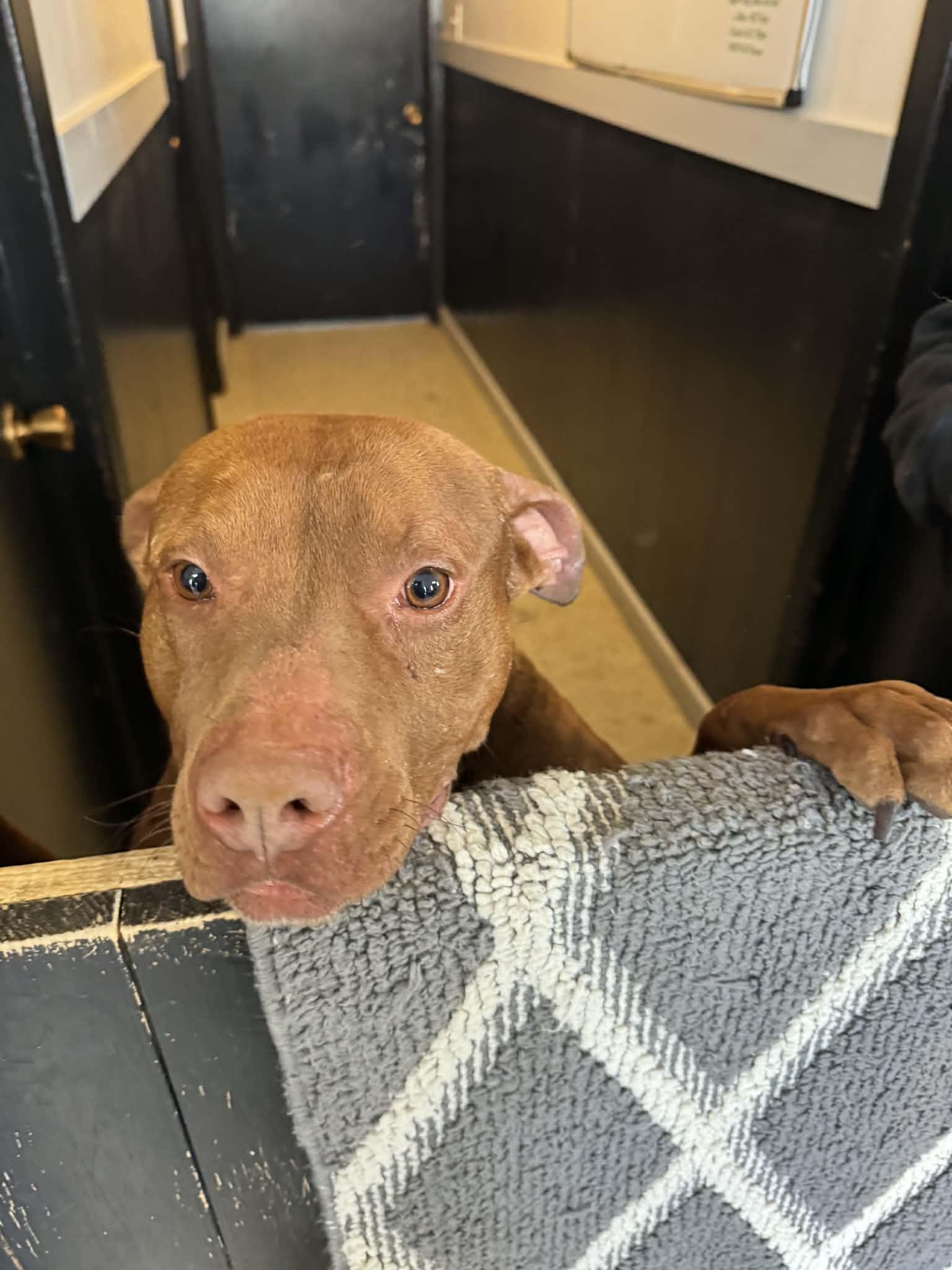 Enlarge Kilo, a ADOPTABLE mixed breed in Creston, IA image 3/5