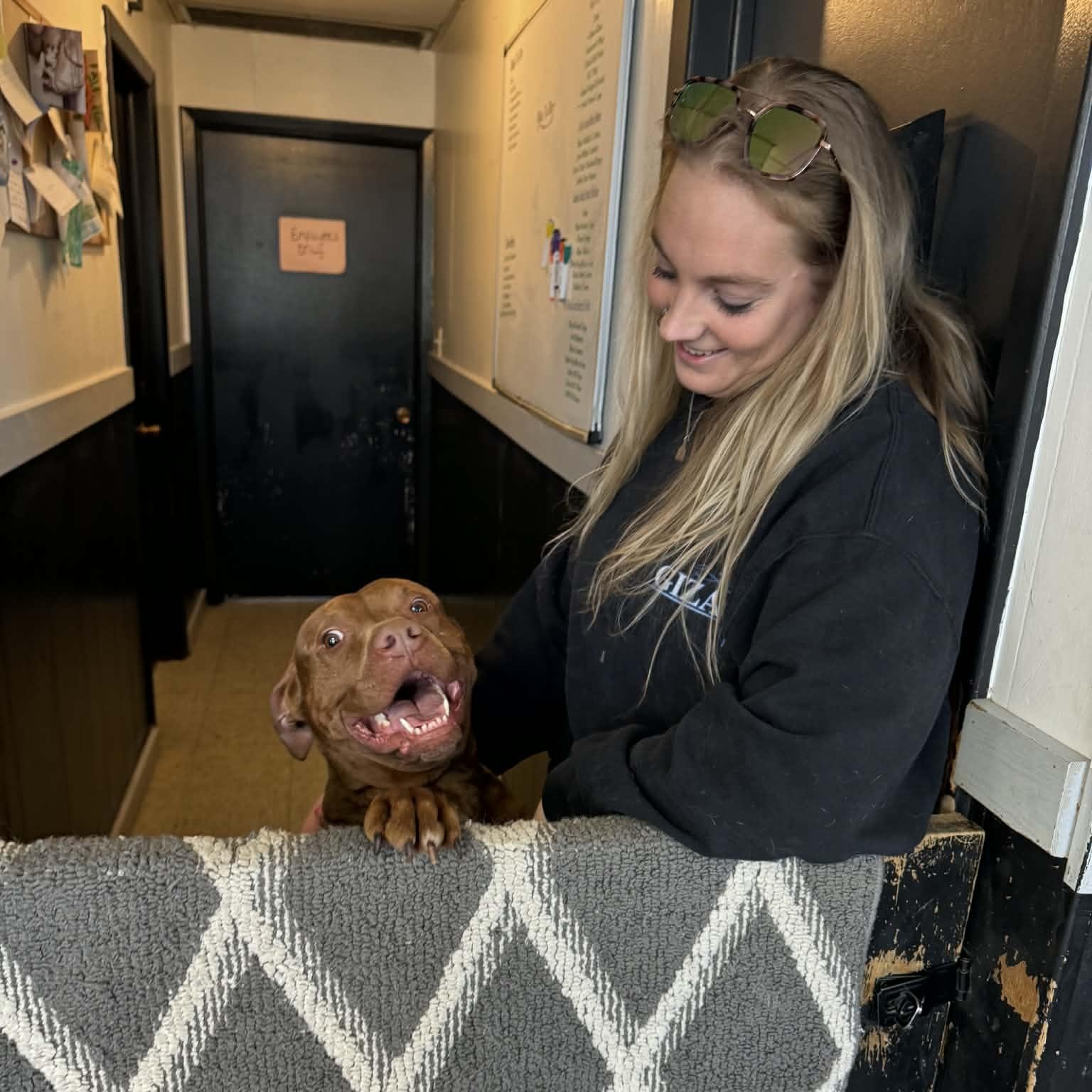 Kilo, ADOPTABLE, Adult Male Pit Bull Terrier.