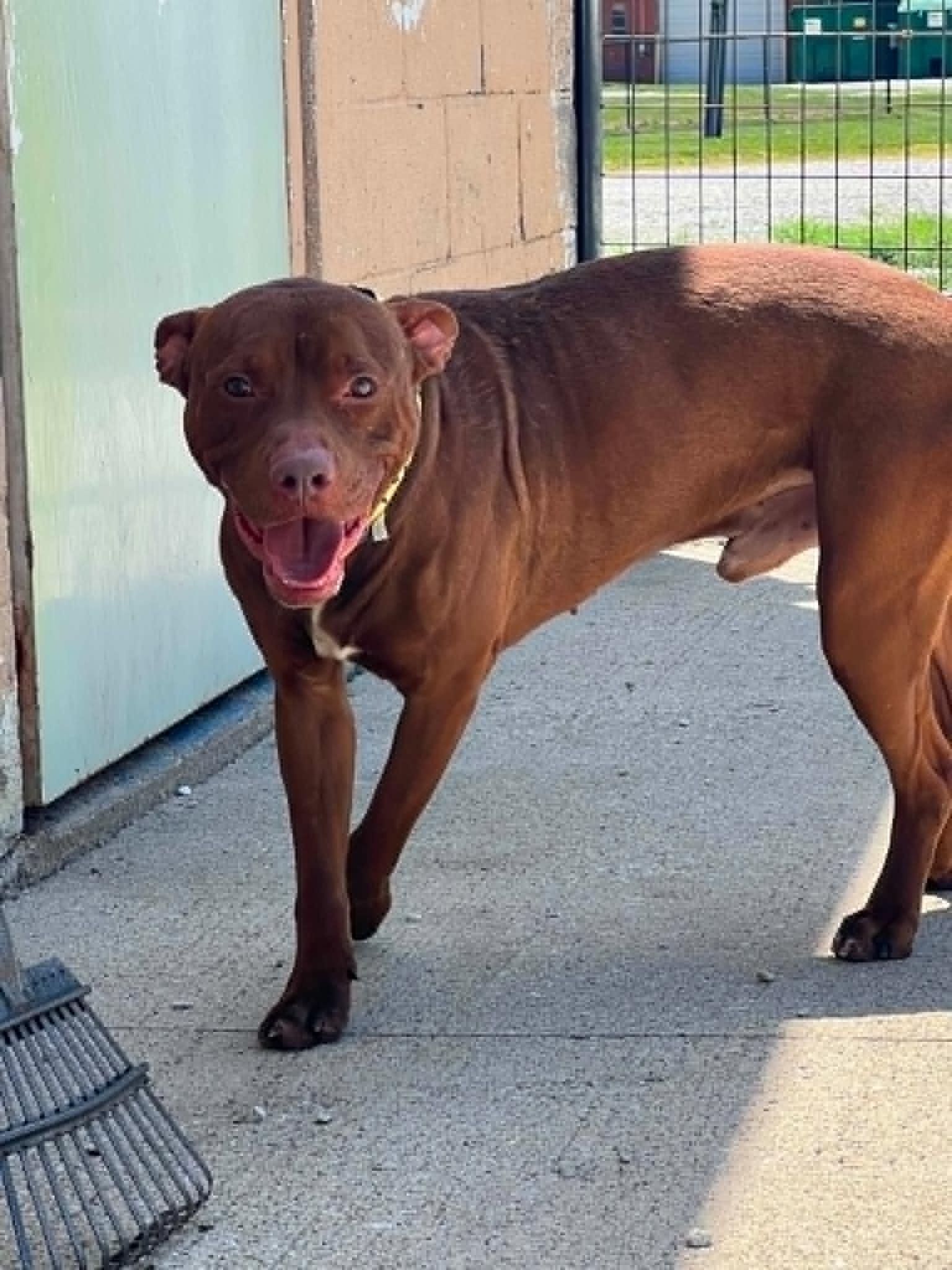 Kilo, a ADOPTABLE mixed breed in Creston, IA image 1/6