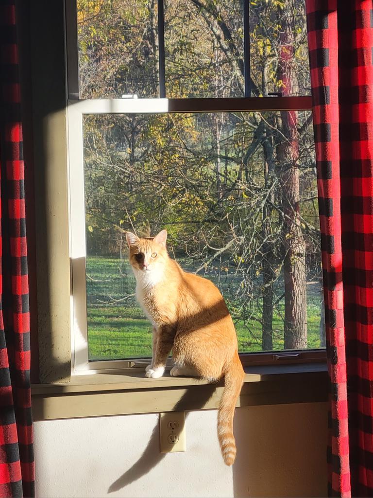 Shotgun, Adoptable, Adult Male Domestic Short Hair.