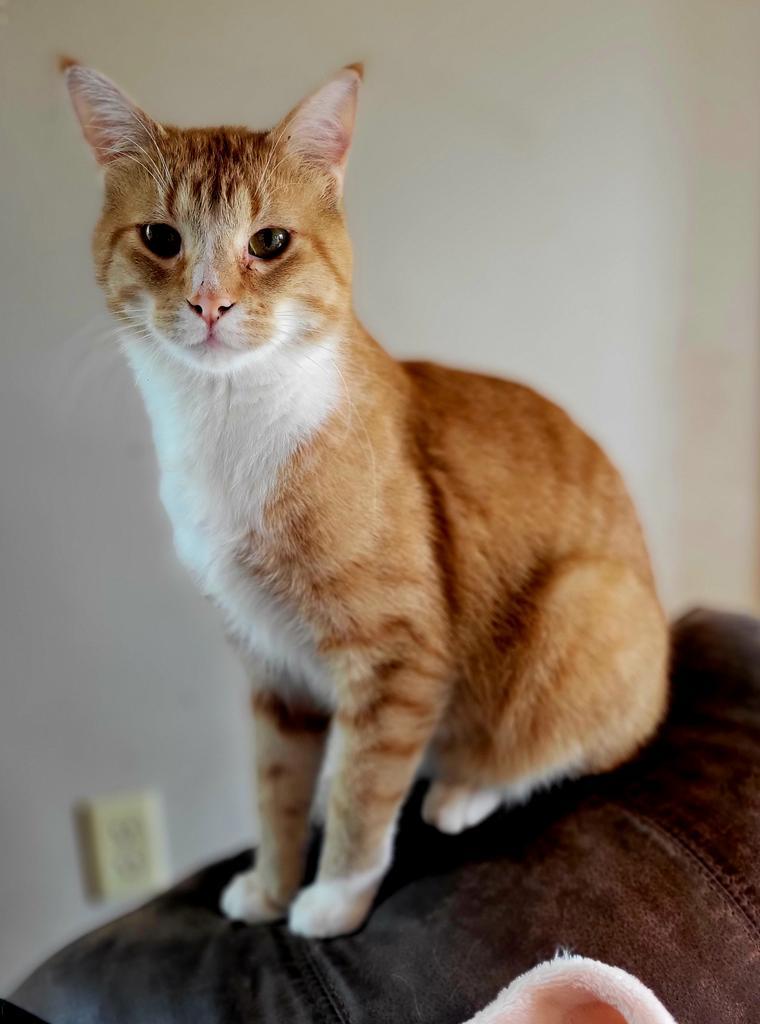 Shotgun, a Adoptable mixed breed in Viroqua, WI image 2/3