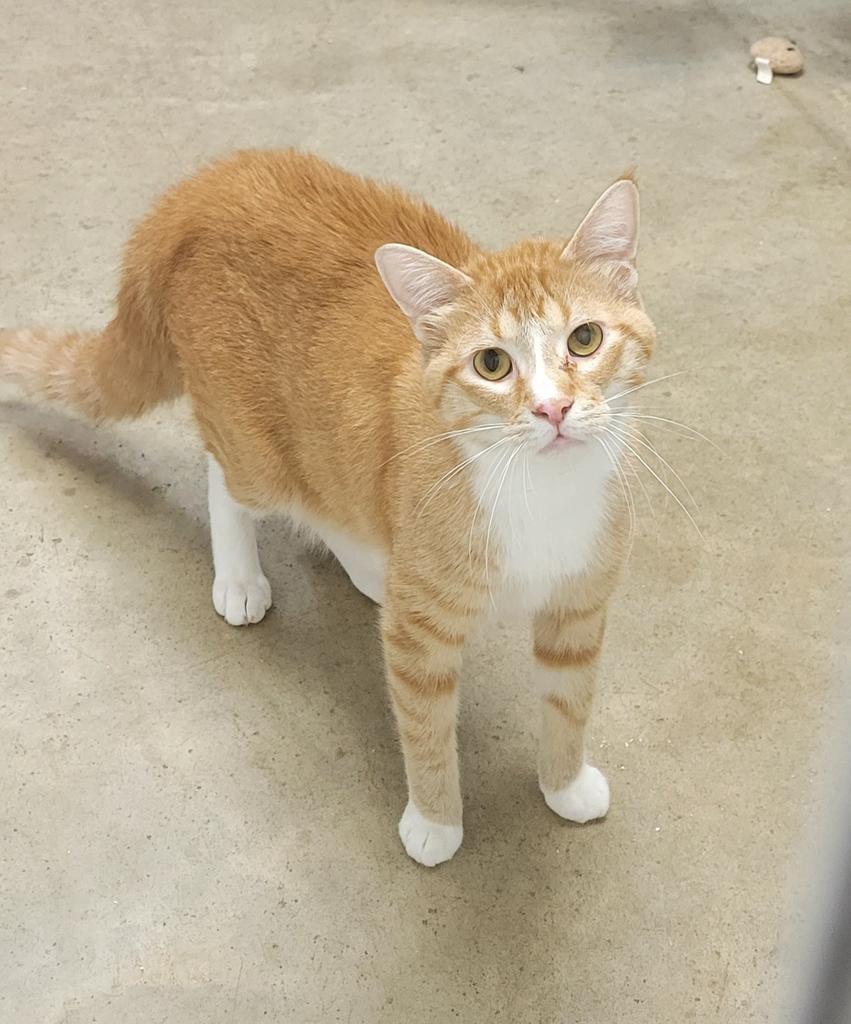 Shotgun, a Adoptable mixed breed in Viroqua, WI image 3/3