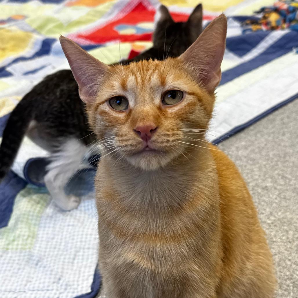 Emree, Adoptable, Adult Female Domestic Short Hair.