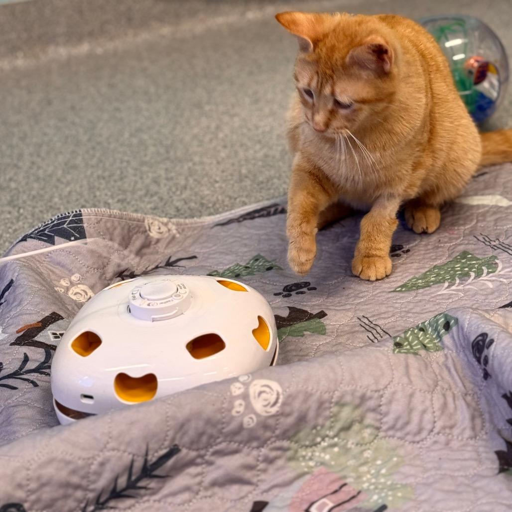 Emree, Adoptable, Adult Female Domestic Short Hair.