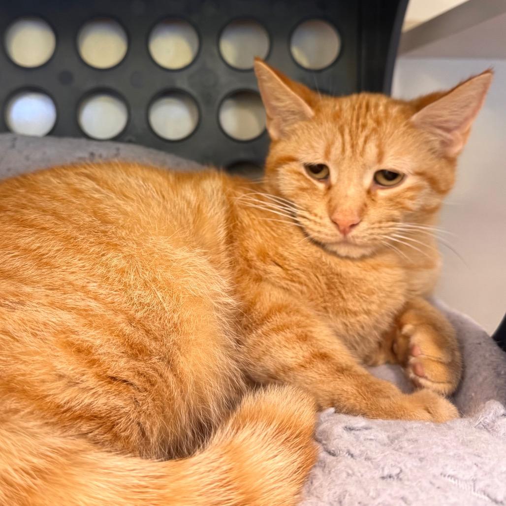 Emree, Adoptable, Adult Female Domestic Short Hair.