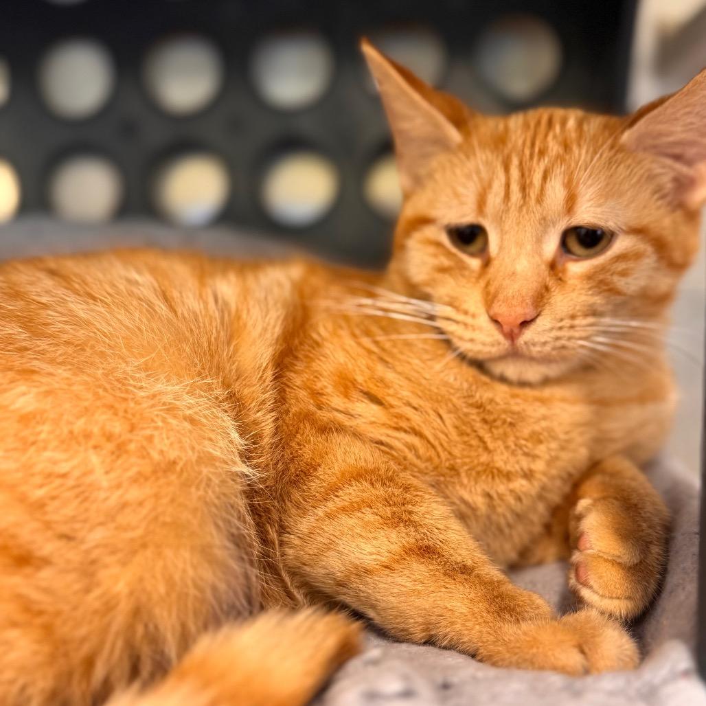 Emree, a Adoptable Domestic Short Hair in Wheeling, IL image 3/6