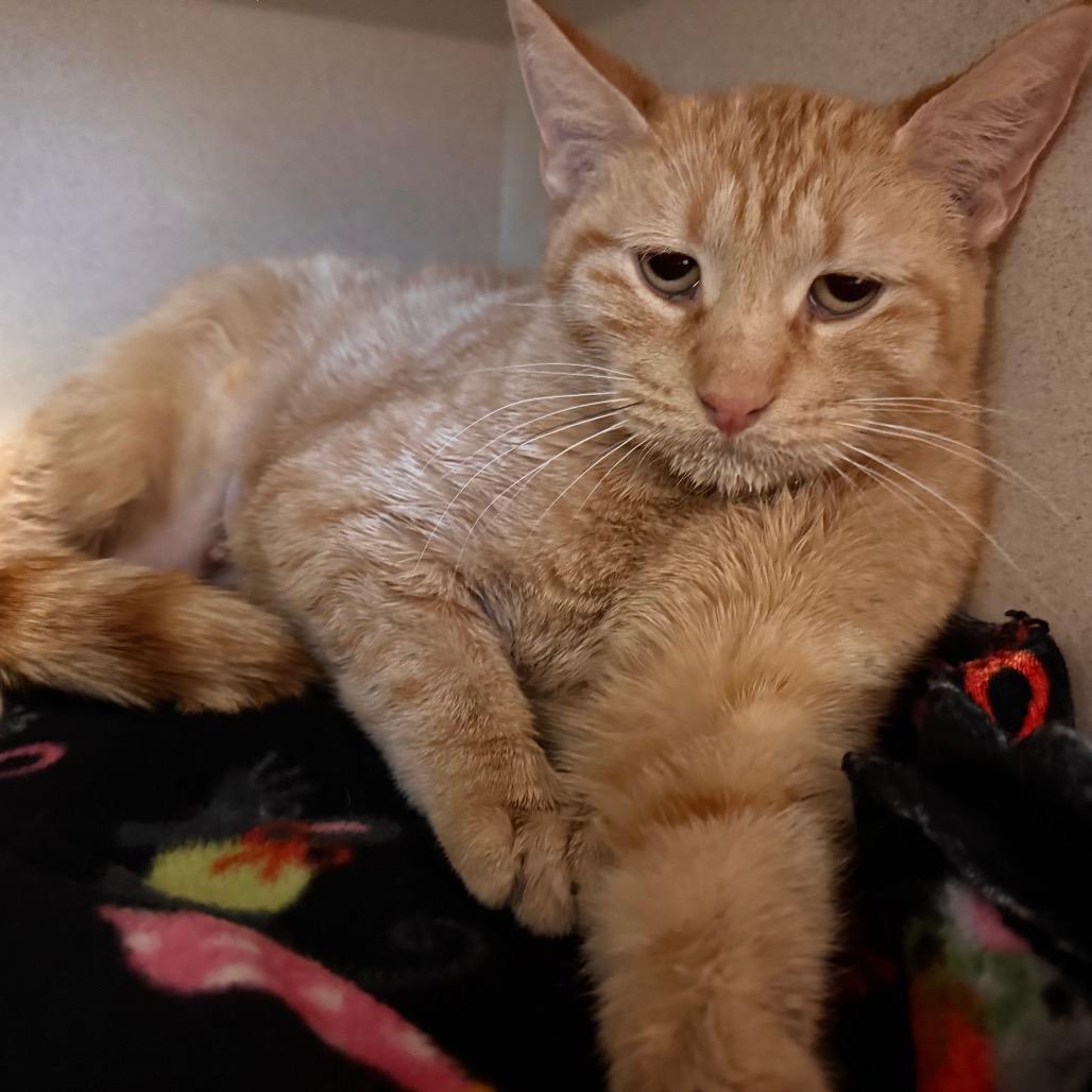 Emree, a Adoptable Domestic Short Hair in Wheeling, IL image 4/6