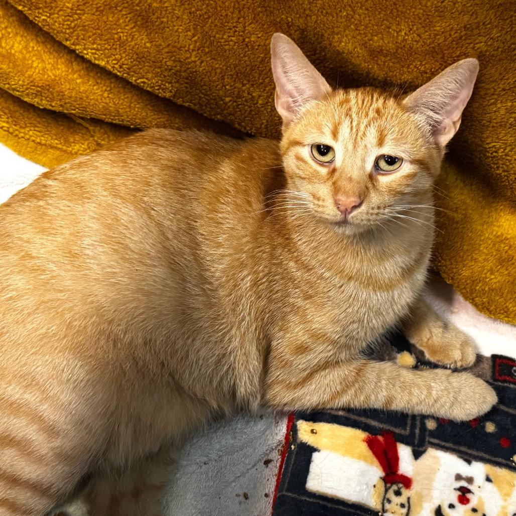 Enlarge Emree, a Adoptable Domestic Short Hair in Wheeling, IL image 4/6