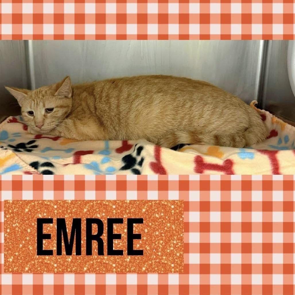 Emree, a Adoptable Domestic Short Hair in Wheeling, IL image 5/6