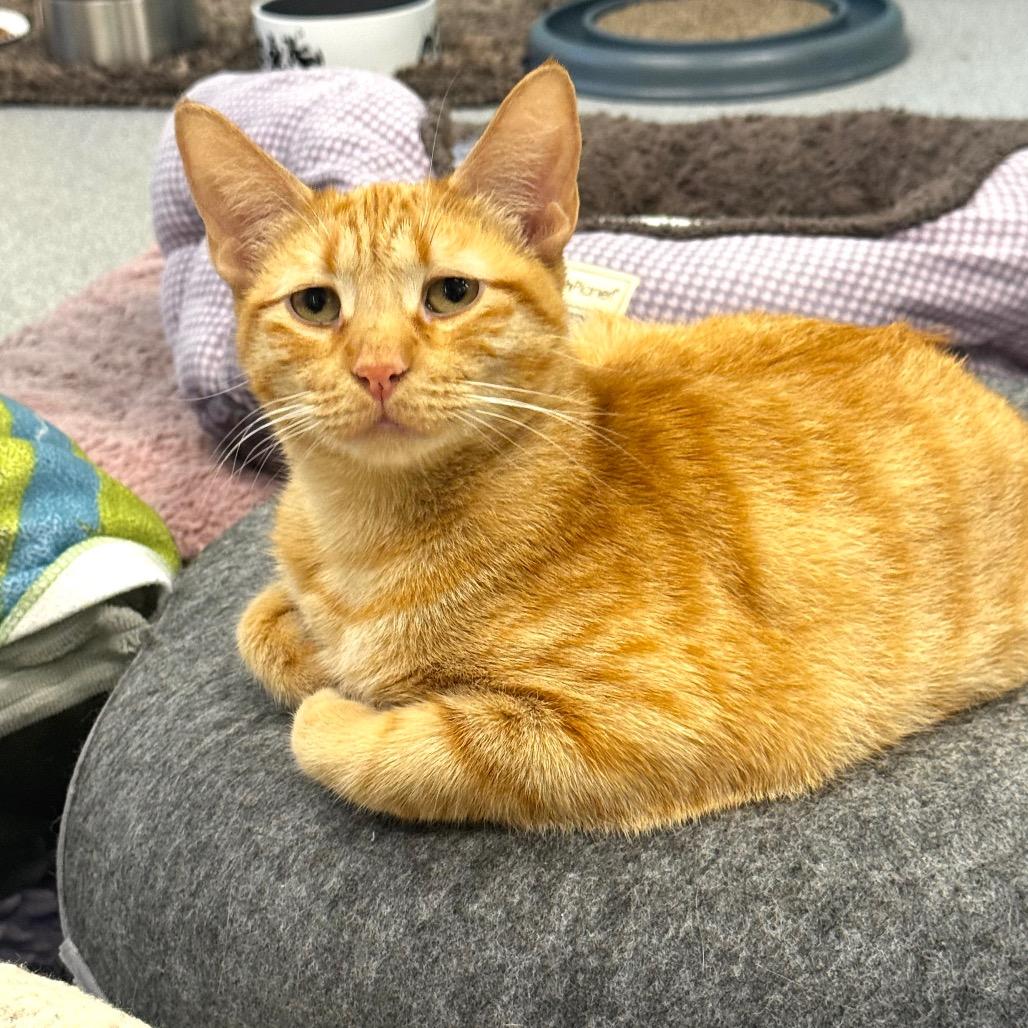 Enlarge Emree, a Adoptable Domestic Short Hair in Wheeling, IL image 5/6