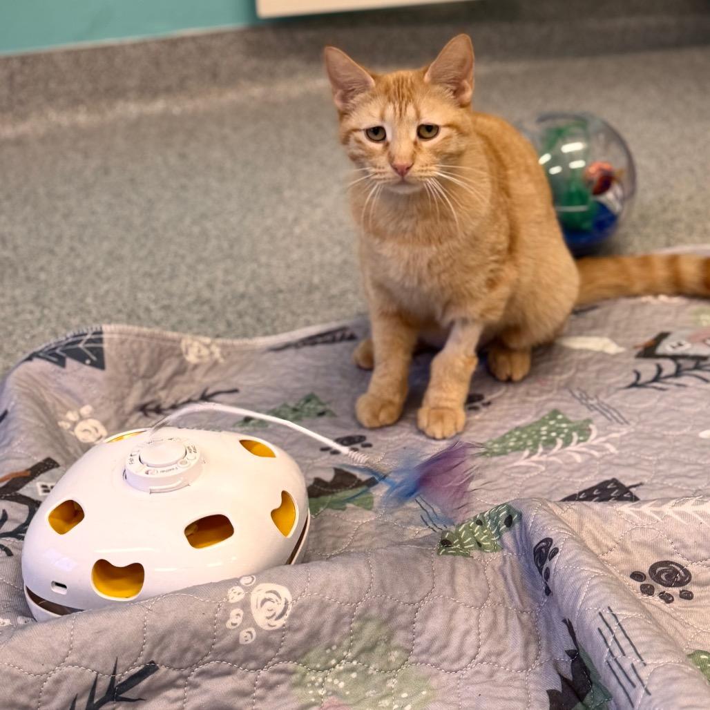 Emree, a Adoptable Domestic Short Hair in Wheeling, IL image 6/6