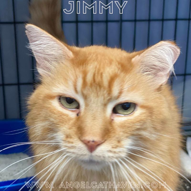 Enlarge Jimmy, an adopted Domestic Medium Hair in Plainville, MA image 1/5