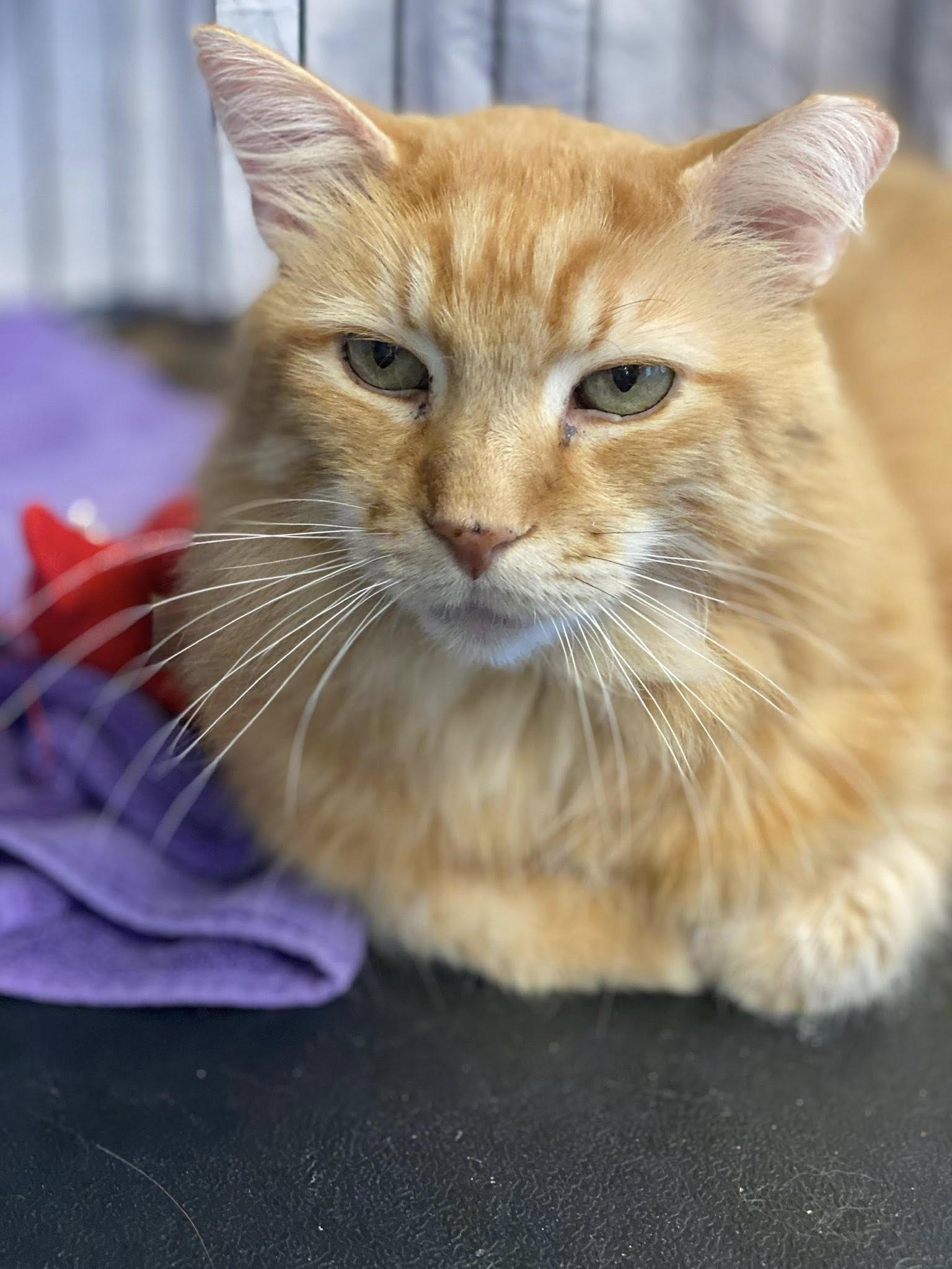 Enlarge Jimmy, an adopted Domestic Medium Hair in Plainville, MA image 2/5