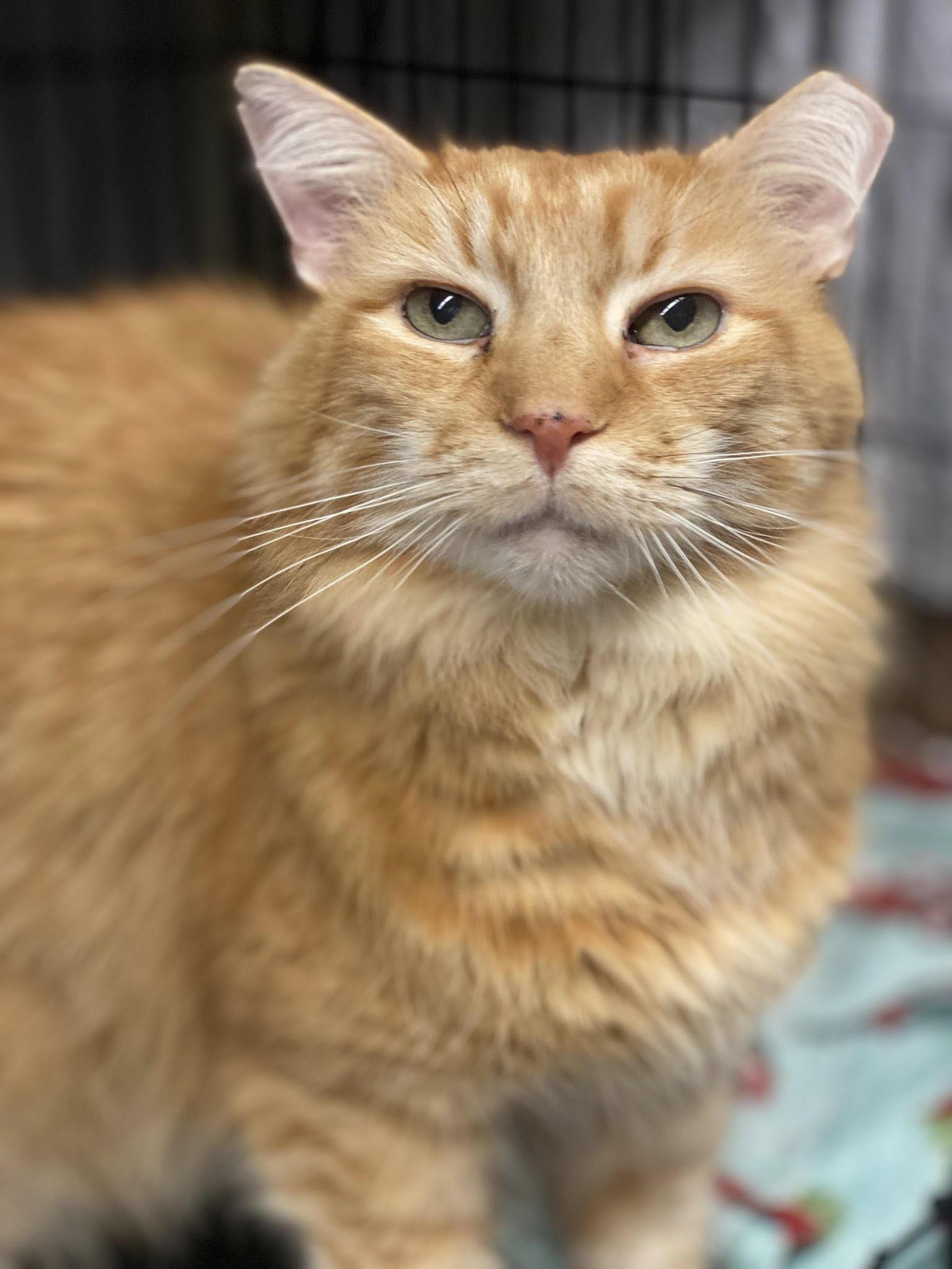 Enlarge Jimmy, an adopted Domestic Medium Hair in Plainville, MA image 4/5