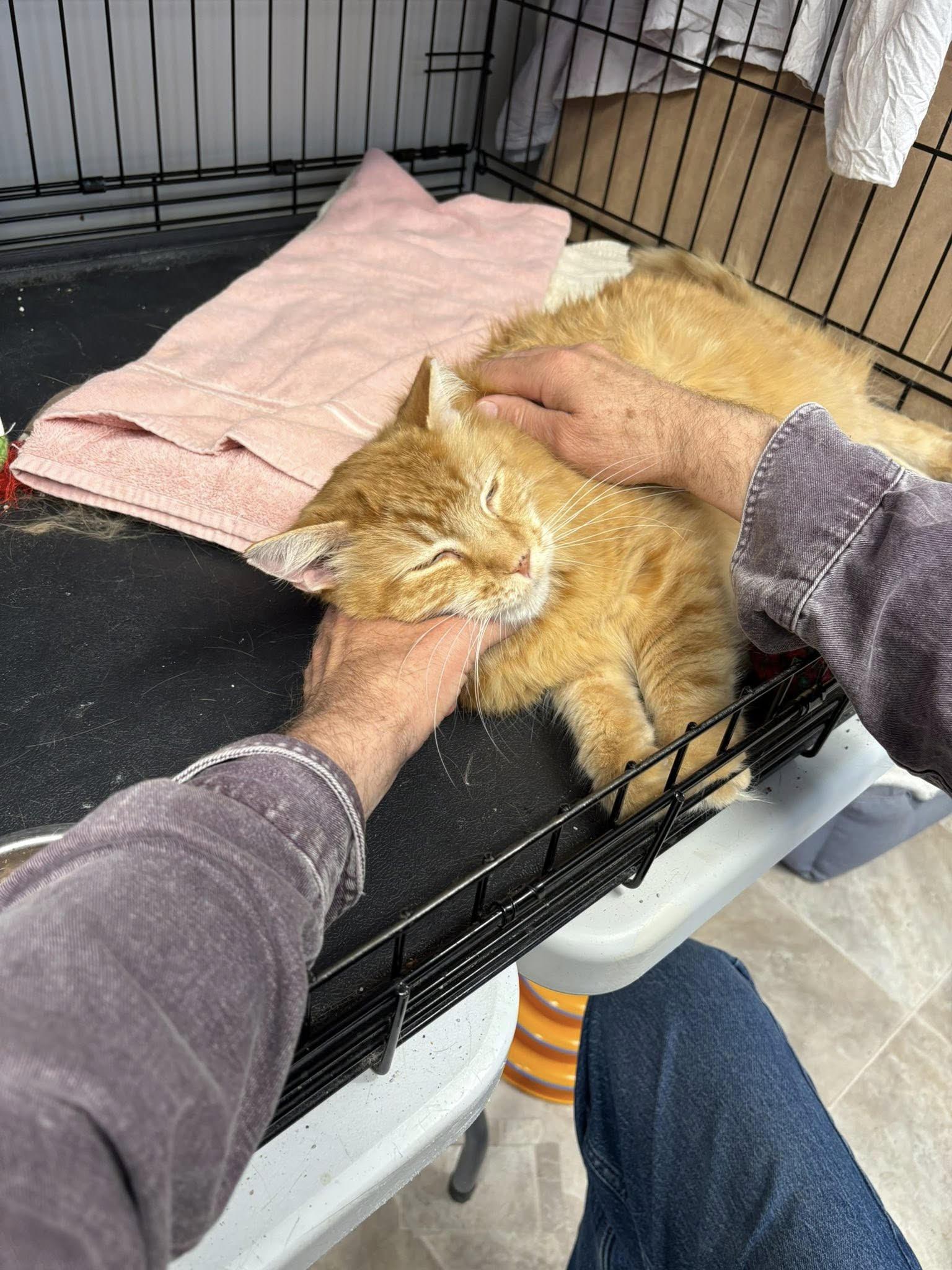 Enlarge Jimmy, an adopted Domestic Medium Hair in Plainville, MA image 5/5