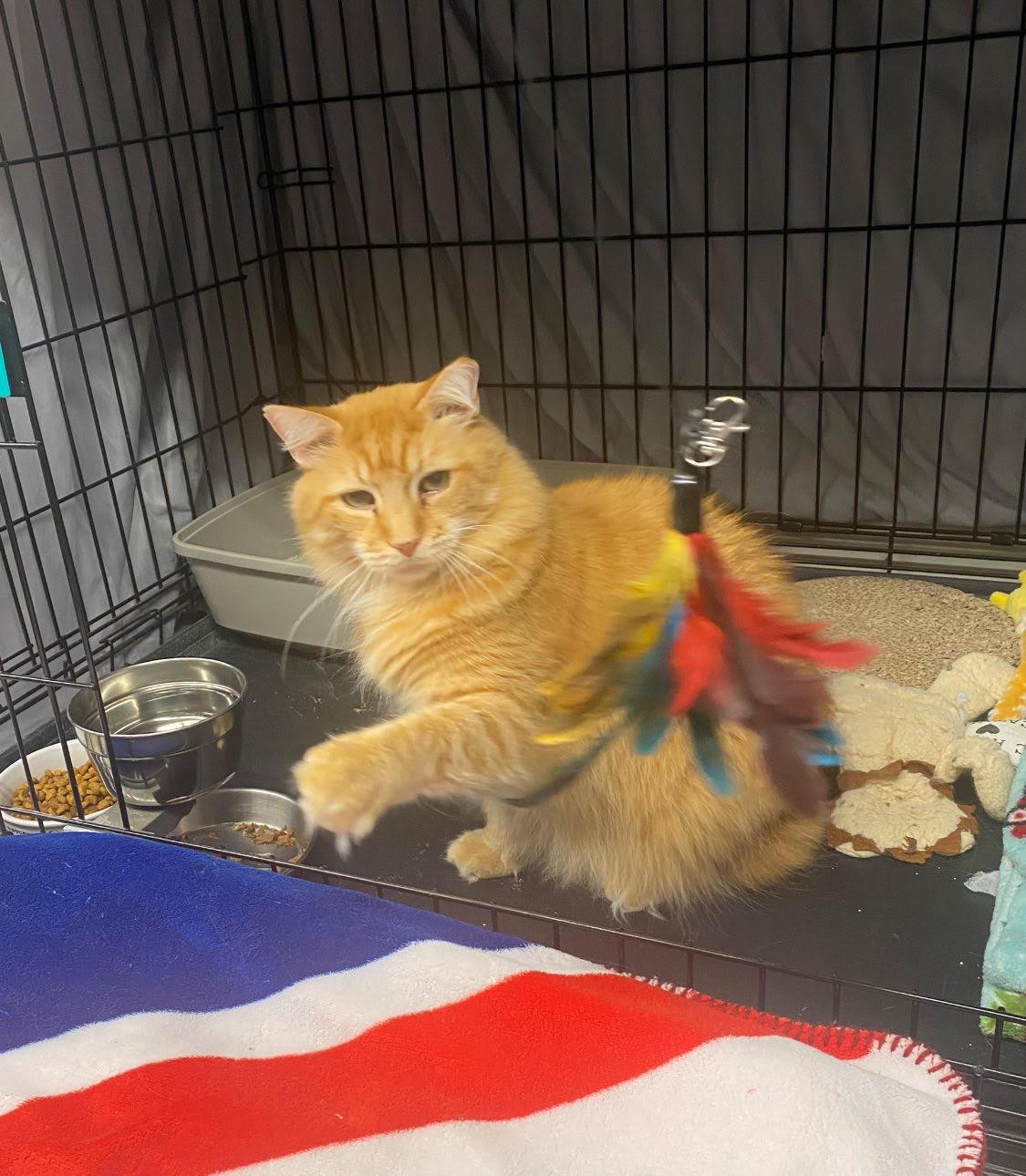 Enlarge Jimmy, an adopted Domestic Medium Hair in Plainville, MA image 3/5