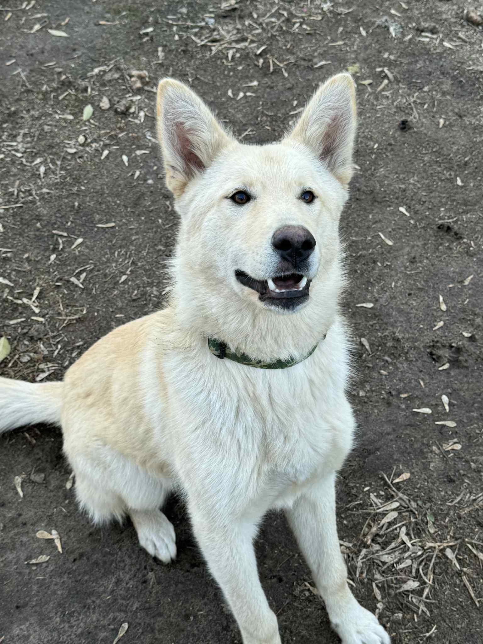 Fonzie, Adoptable, Young Male German Shepherd Dog & Husky.