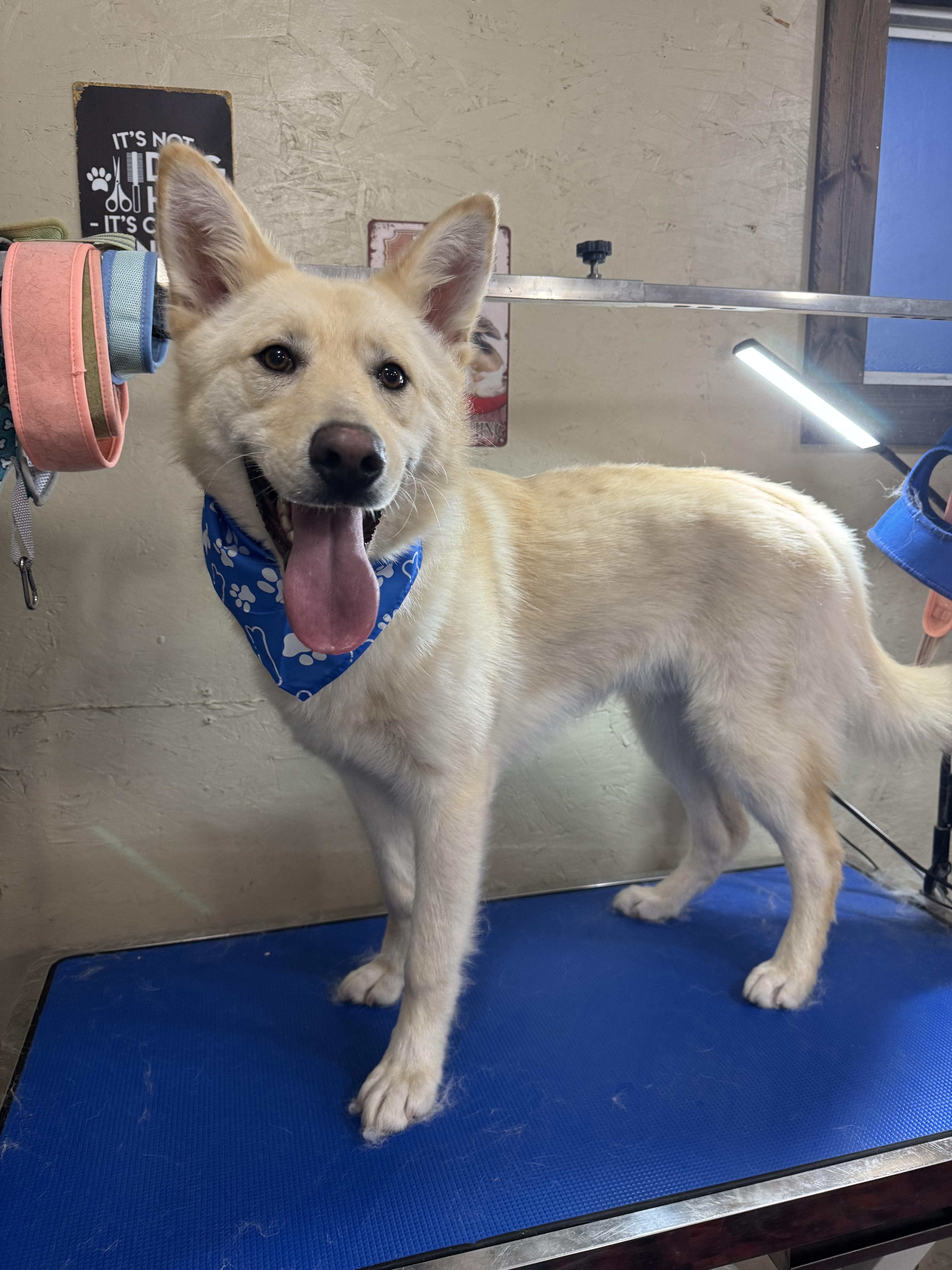Fonzie, Adoptable, Young Male German Shepherd Dog & Husky.