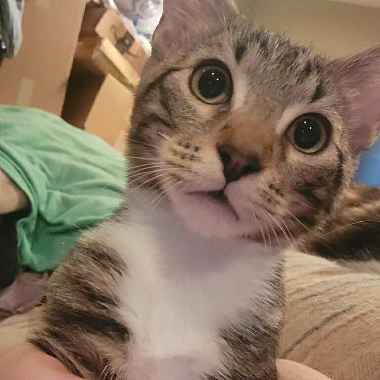 Walnut, Adoptable, Kitten Male Tabby & Domestic Short Hair.