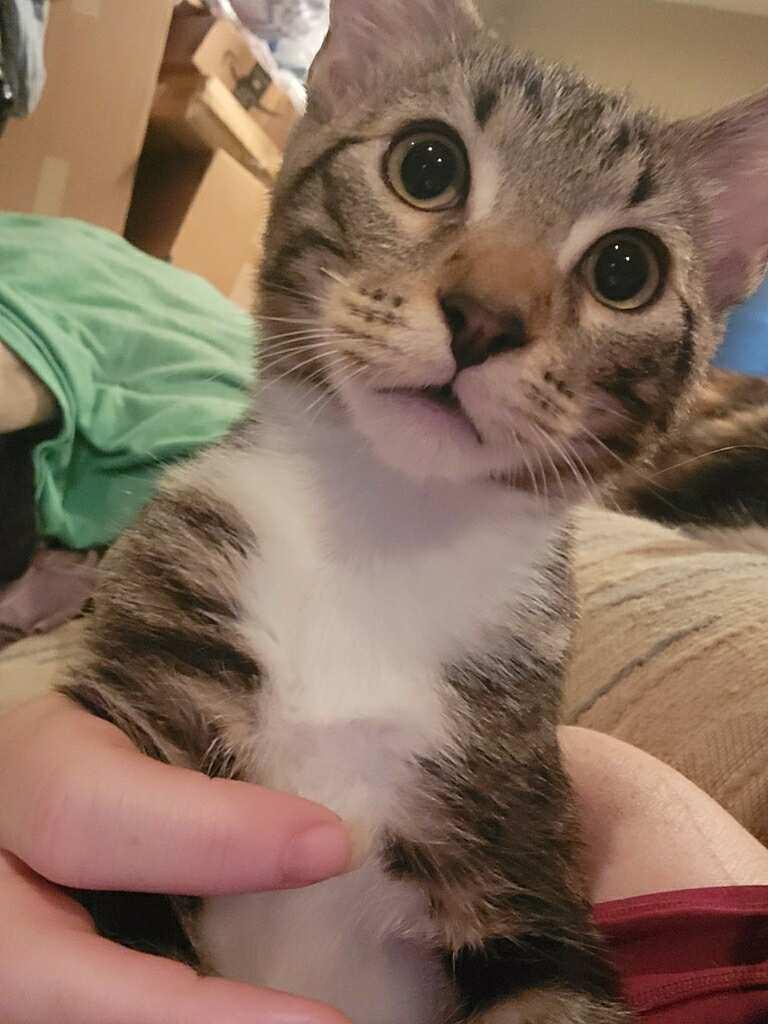 Enlarge Walnut, a Adoptable mixed breed in Antioch, CA image 2/2