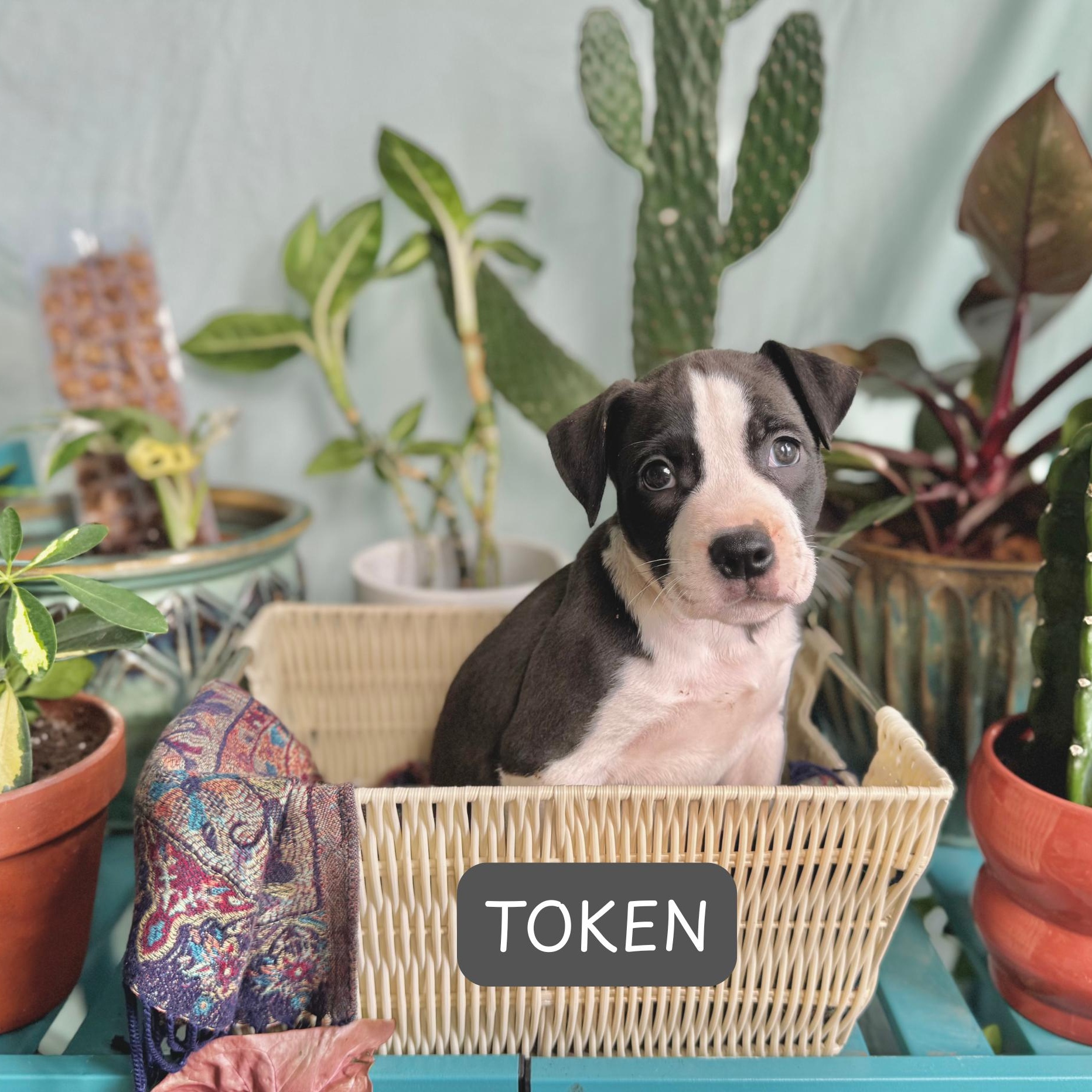 Token