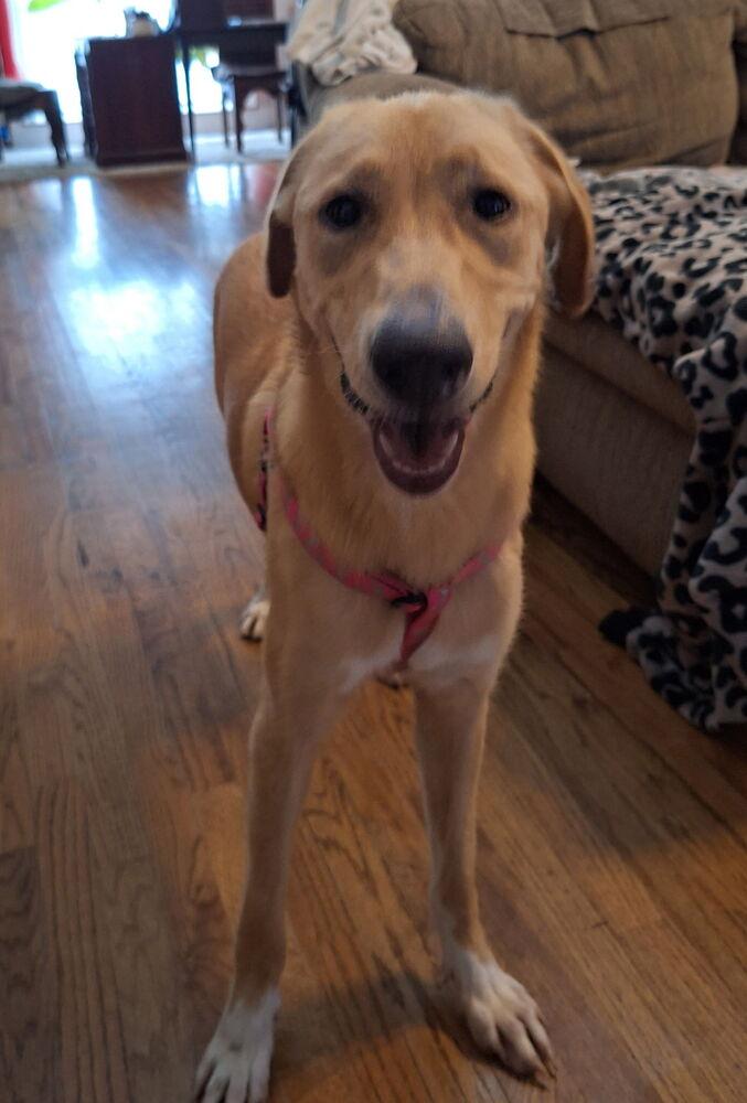 Crawforrd / Sassafras, Adoptable, Young Female Golden Retriever & Mixed Breed.