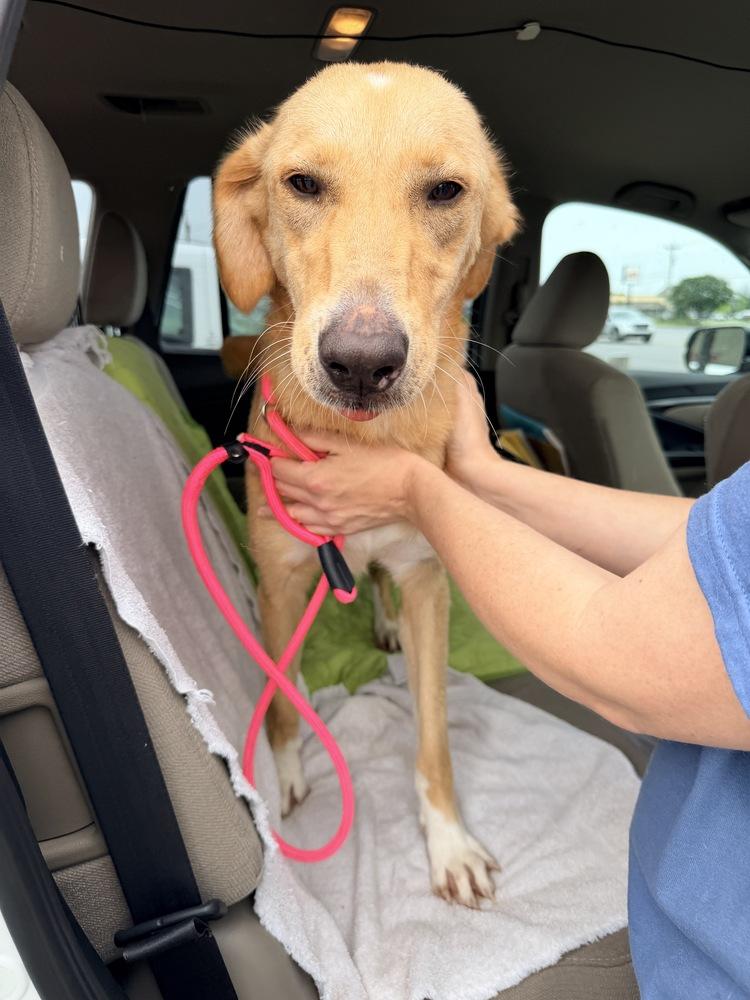 Crawforrd / Sassafras, a Adoptable mixed breed in Broomfield, CO image 2/4