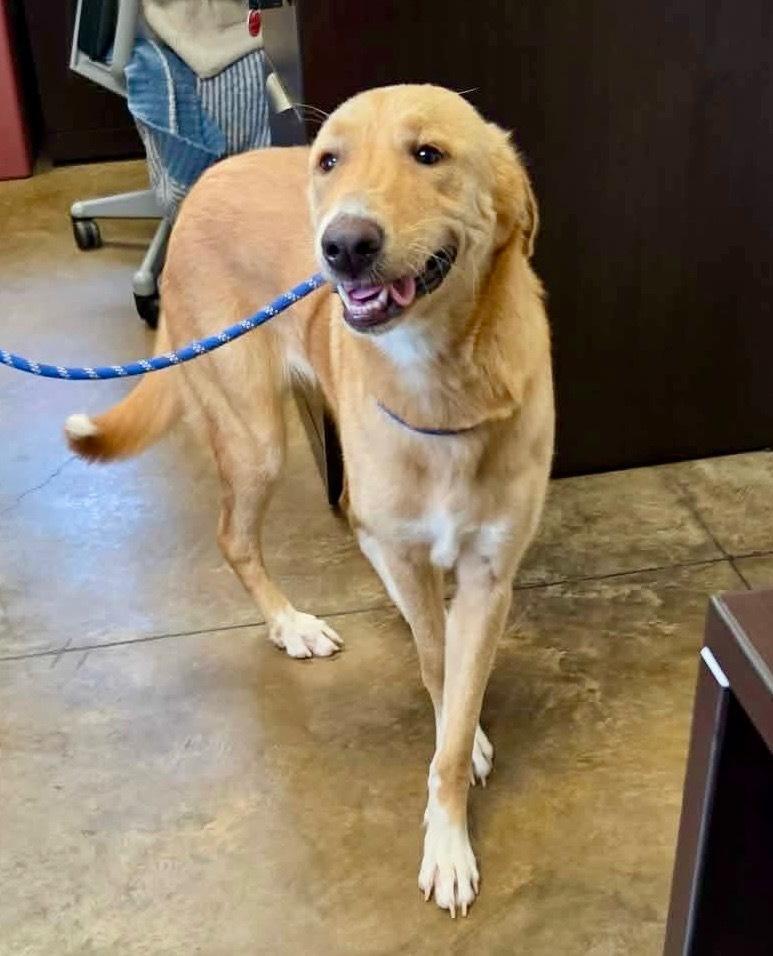 Crawforrd / Sassafras, a Adoptable mixed breed in Broomfield, CO image 3/4
