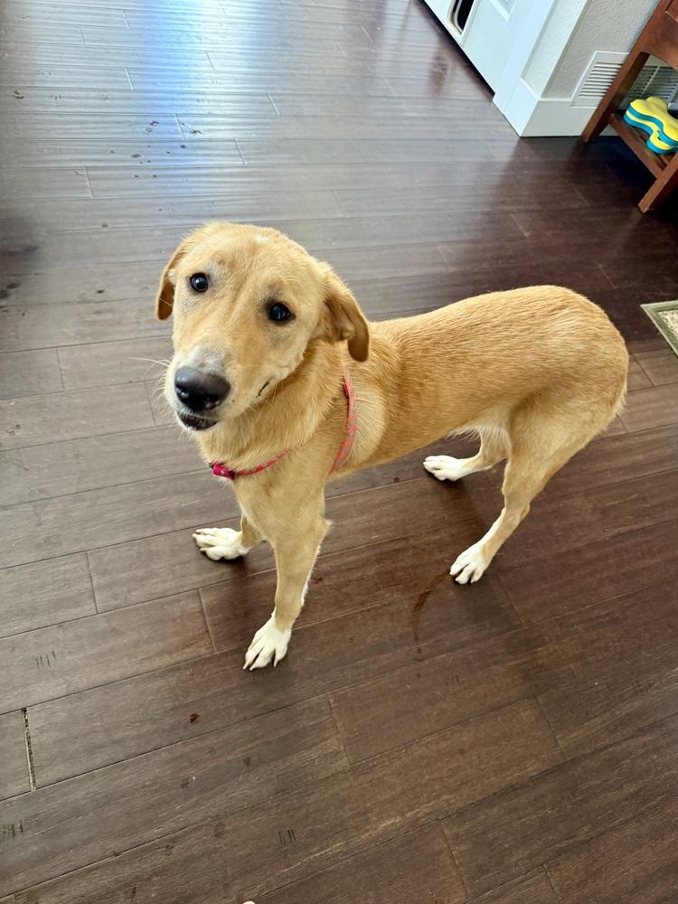Enlarge Crawforrd / Sassafras / Sassy, a Adoptable mixed breed in Broomfield, CO image 5/6
