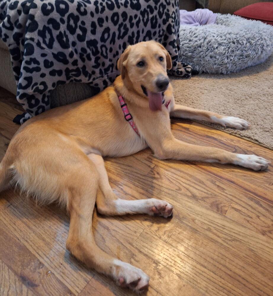 Crawforrd / Sassafras, a Adoptable mixed breed in Broomfield, CO image 4/4